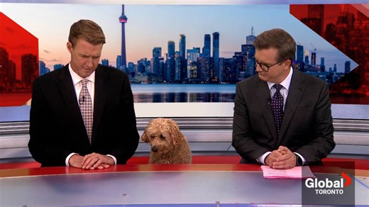 Storm the Weather Dog spits out treat on live TV
