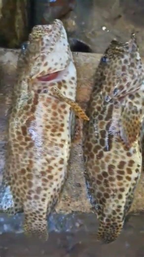 FISH ON..SAME FISH CLASS.. DIFFERENT DAY.