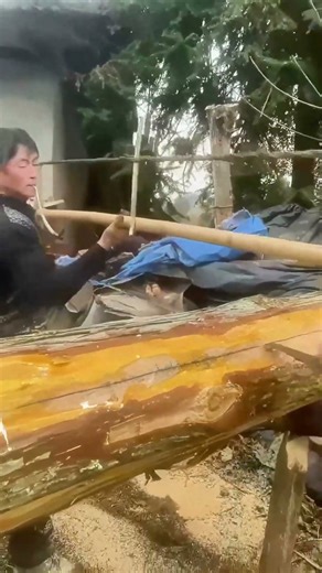 Traditional Woodworking: Old-Hand Saw Cutting Big Tree