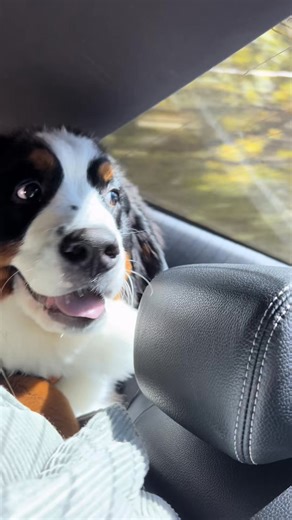 So much fun! 😊😊 #uberdog #bernesemountaindog #uberpet | Nash.The.Berner