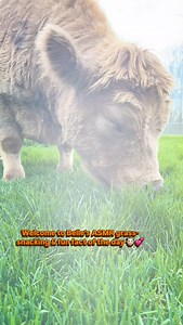 Belle’s serving up another reason to love cows 🐮🥰🧡 Besides being absolutely adorable, cows like Belle play a important role in keeping land healthy: • Their grazing helps manage and maintain pastures • They naturally fertilize the soil • And they support pollinators by encouraging diverse plant growth That’s what we call moo-naging the land responsibly 😄💚 Thanks for keeping it green, Belle! 🐮🧡 So the next time you see a cow, think about all they do for this planet, just by simply living a