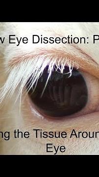 Cow Eye Dissection Part 4: Removing the Tissue Around the Cow Eye (anatomy and physiology lesson)