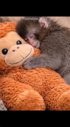 Peterston Ross🐒 (@petersonross3)’s videos with original sound - Peterston Ross🐒