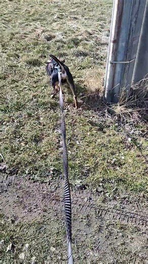 🐶 #dogcompilation #dog #compilation #doglove #dogvideo #dogshort #dogs #lovelydogs #dogscompilation