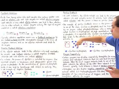 Allosteric Regulation of Enzymes