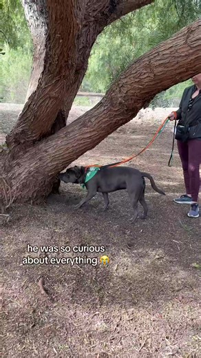 #LongStayChallenge day out for Baird! Found on the 118 freeway in 2024 and STILL stuck in the shelter. Baird was such a well behaved boy on his field trip. He got to pick out some treats/a tuffy toy at the store, enjoyed lots of new smells and his first ever CREEK on a hike, and even made friends with his waitress at @lazydogrestaurants. He would love a foster or adopter and is located with Ventura County Animal Services in Southern California. Thank you volunteers Rosie & Erika for taking Baird