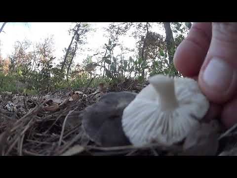 champignon comestible petit gris