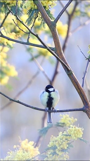 Mésange Charbonnière 🐦🌿 Dinard, France - Short video 4k 2026 #mésange_charbonnière