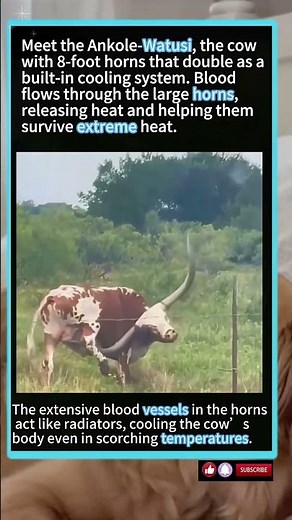 Ankole-Watusi Cows Use Their Massive Horns As AC#wildlife #animals