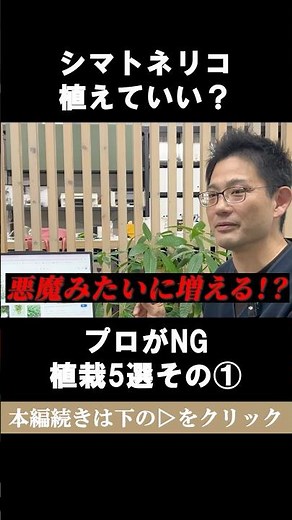 プロがお勧めしない植木①シマトネリコが植るとどうなるのか？ #エクステリア #リフォーム #庭作業 #植物 #shorts