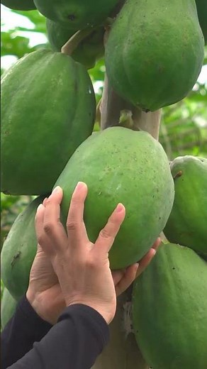 Harvesting Dark Green Papayas & Go To Market Sell