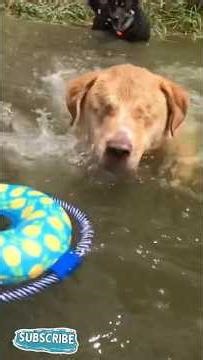 My Blind Dog Bo Takes on Swimming Like a Pro 🐾💙 | Inspiring Blind Dog Swimming