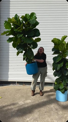 50% OFF!! Fiddle Leaf Figs, NOW ONLY $50. 😳 Four HUGE warehouse locations: OPEN 10AM - 5PM (7 DAYS A WEEK) 📍PRESTON 210 Bell Street 📍SOUTH MELB 186 York St 📍RINGWOOD 104 Maroondah HWY 📍OAKLEIGH 40 Westminster St Melbourne Indoor Plants Bigger | Better | Cheaper 1k ⭐️⭐️⭐️⭐️⭐️ Google Reviews! #indoorplants #plantmom #plantlover #balconygarden #fiddle #plantstagram #gardendecor #plantsmakemehappy | Melbourne Indoor Plants