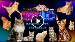 TOP 10 Domesticated Cat Breeds. Exploring the Coolest Breeds and Their Adorable Personalities