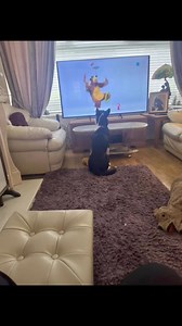 Barney beyond | Stephen Kelleher