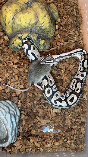 This girl is starting to put on some serious size🔥 She has been eating like an absolute beast💪 #ballpython #royalpython #reptile #reptiles #reptilesofinstagram #snake #snakes #pets #pet #petsofinstagram #bloodpython #burmesepython #reticulatedpython #carpetpython #boaconstrictor #leopardgecko #crestedgecko #beardeddragon #animals #wildlife #bof #recessivegang #ballpythons #royalpythons | BALLS of FURY