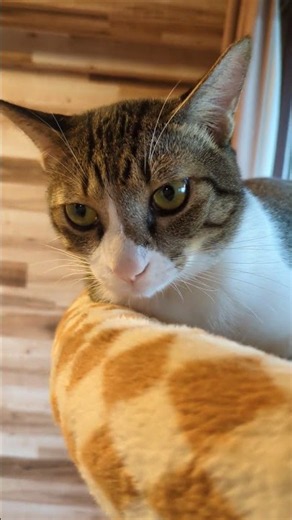 家猫だよ！105日目7:00 #兄弟猫 #猫のいる暮らし #保護猫