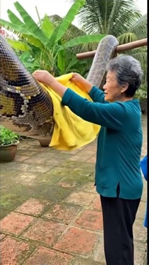 Unusual but Real: Elderly Woman Uses Python to Dry Clothes