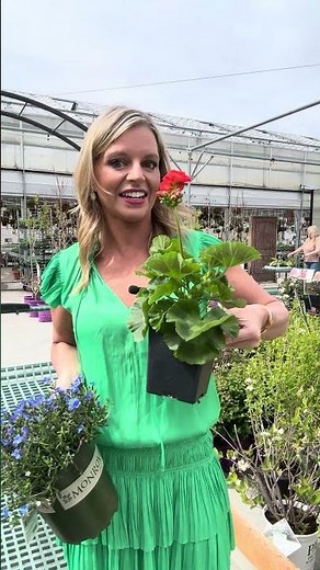 Annuals vs Perennials: What's the Difference?