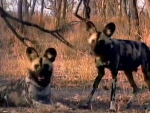 1.5K views · 99 reactions | Let's search for an African Wild Dog den and (hopefully) some puppies!  Full video available on our YouTube channel - https://bit.ly/3iSFsqg With Martin in the  AND a Chris in the  the Bros stand a very good chance of tracking that pack of African Wild Dogs all the way back to their den! | Wild Kratts | Facebook