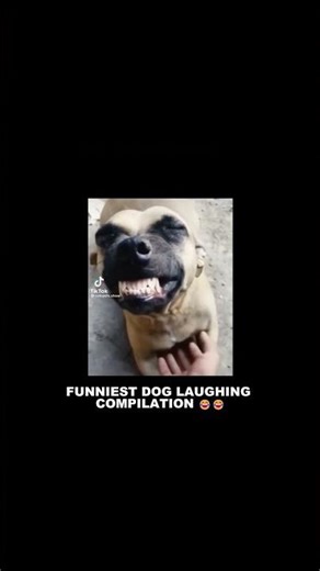 BEST DOG LAUGHING COMPILATION 😂😂🤣 PLZ SUBSCRIBE MY CHANNEL 🙏