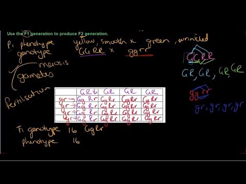 Gr 12 Life Sciences Genetics and Inheritance Part 7 Dihybrid Crosses