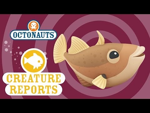 Octonauts: Creature Reports - Triggerfish