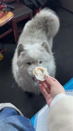 Unmusic Version of Jiaojiao: Kids' Auto Repair Shop Fun with Samoyed Little Whit