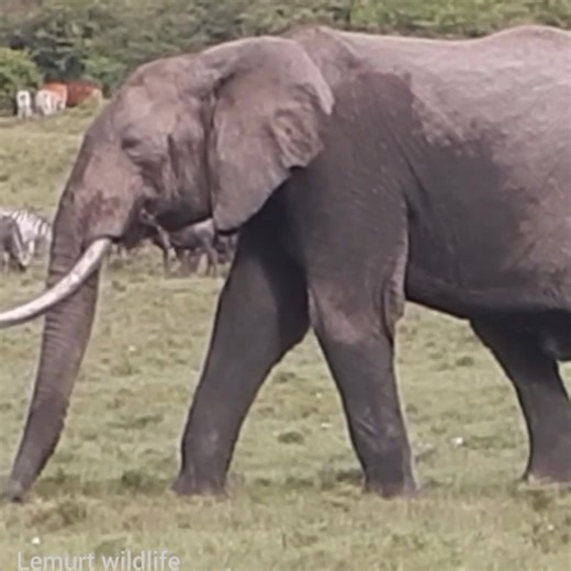 One of the best wildlife ecosystem evening clip that contains several wild animals and the homestead,Its a clear ,perfect and awesome co-operation that's amazing. Thanks to mother nature. #olchoroconservancy #fairmontmara #maasaimara #maasaimaraconservancy #elephant #nature #nailsonfleek #nailsoftheday #nailart #mothernaturerocks #nails | Lemurt Wildlife