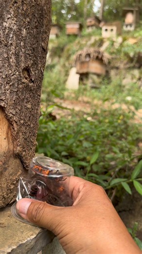 19K views · 196 reactions | Hahaha Boom Bee  #shorts #reelhoney #beekeeper #honeycomb #shortsfeed #AmaZing #naturalhoney #savethebees #honey #asmr #miel #healthyfood #nature #honeybee #beekeeping #maduasli #harvesting #natural #purehoney #beehive #sweethoney #reels #bees #bee #honeybees #organic #trending #madu #harvesthoney | Bez & Bezz | Facebook