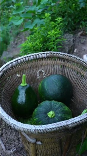 Amazing Pamkin Harvesting in Village Fields | Modern Agriculture Technique | #shorts