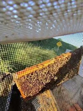 POV Beekeeping 👓 | Savanna Apiary | Continuing MAQ Treatment Rounds & Hive Monitoring 🐝
