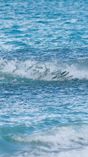 This jack crevalle was going crazy in a school of mullet! #fishing #mulletrun #nature #ocean | Landshark Outdoors