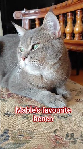 Marble's favourite bench