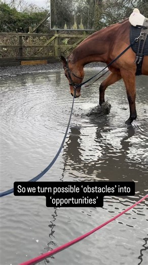 ❄️ How to develop training through the tougher winter months ❄️ | Thoroughbred Dressage