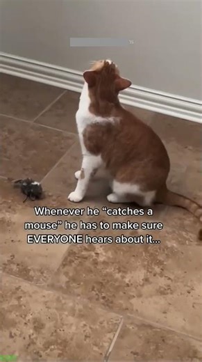 Cat videos 😅 New Funny Cats 2024 😾 # Part 2139