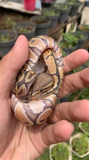 ball python hypo