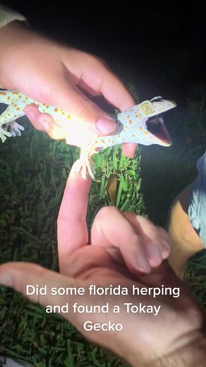 Found a tokay gecko during my florida trip #fyp #fypシ #fypage #herp #herping #reptile #lizard #gecko #tokay #florida #invasive