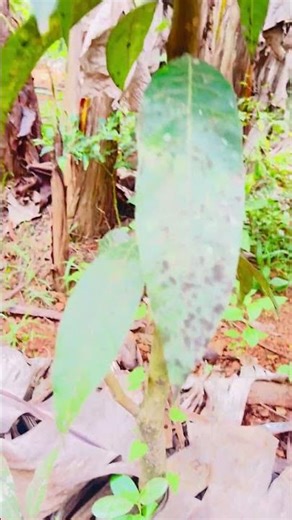 Mango tree pruning #shortvideo