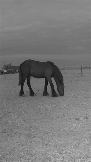 A Quiet Day with Friesians | Paddock Life & Horse Routine #horse #animals