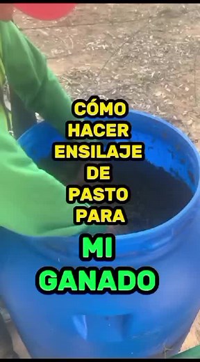 Cómo hacer ensilaje de pasto para ganado: guía paso a paso