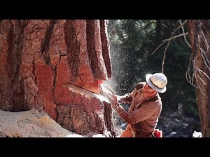 Tree Felling 200ft + Jeffrey Pine 7500ft Elevation