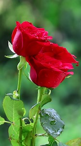 230K views · 16K reactions | Beautiful Roses | Roses | Facebook