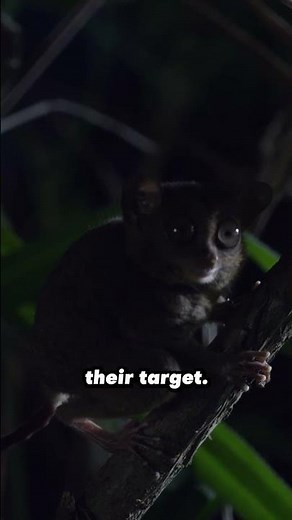 tarsier goes hunting for insects!