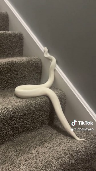 Leatherneck Exotics (Michelle) on TikTok