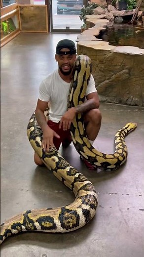 I Handled One of the Largest Snakes on Earth! (Reticulated Python) 🤩🐍 #snake #reptiles #animals