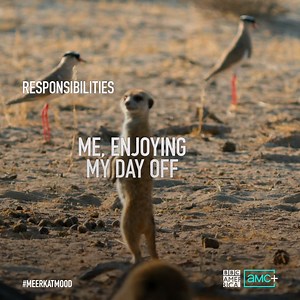 1.2K views · 39 reactions | No escape. Watch a new #MeerkatManor tomorrow 8pm on AMC+. | AMC Plus | Facebook