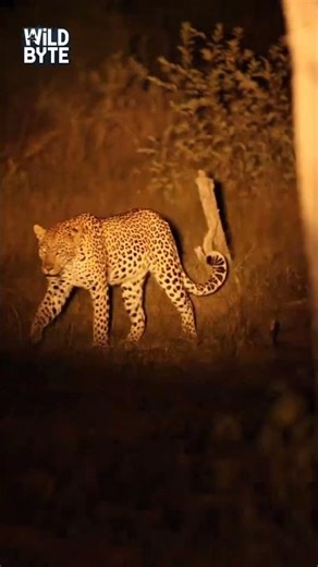 Biggest Leopards Secret reveald | #shorts