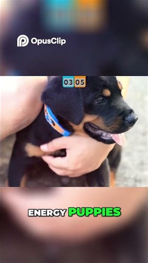 German Shepherd vs Rottweiler Training & Energy Levels Compared #shorts