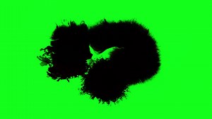 Download Black ink splashing on green screen Free Video for free